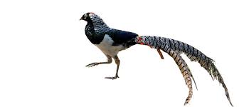 Image result for Chrysolophus amherstiae