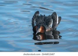 Attēlu rezultāti vaicājumam “Podiceps cristatus adult”