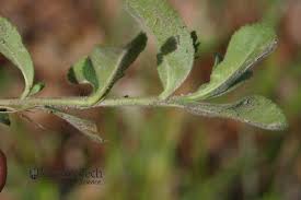 Attēlu rezultāti vaicājumam “Veronica officinalis leaf”