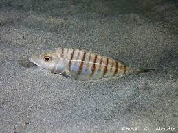 Image result for Lithognathus mormyrus