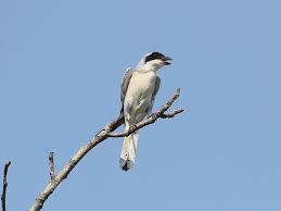 Image result for Lanius minor