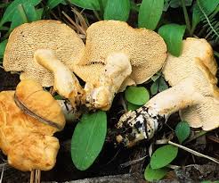 Attēlu rezultāti vaicājumam “Hydnum repandum”