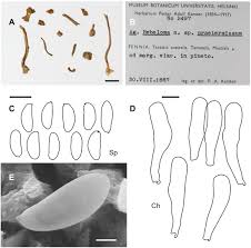 Attēlu rezultāti vaicājumam “Craterium sp.”