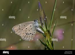 Attēlu rezultāti vaicājumam “Maculinea alcon female”