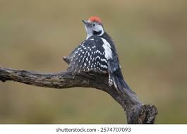 Attēlu rezultāti vaicājumam “Dendrocopos medius”