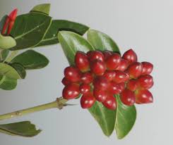 Attēlu rezultāti vaicājumam “Saxifraga cymbalaria fruit”