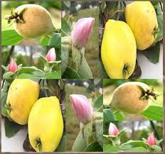 Attēlu rezultāti vaicājumam “Cydonia oblonga fruit”