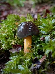 Attēlu rezultāti vaicājumam “Sclerophora farinacea”