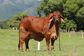 Image result for ganado bovino