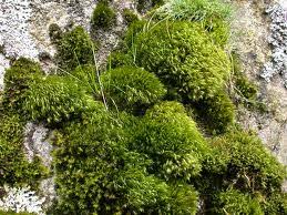 Attēlu rezultāti vaicājumam “Dicranales”