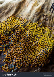 Attēlu rezultāti vaicājumam “Hemitrichia lutescens macro”