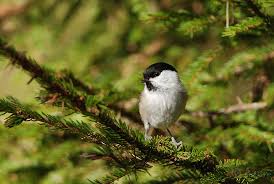 Image result for Poecile montana