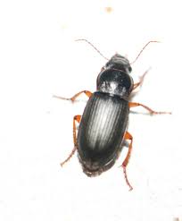 Attēlu rezultāti vaicājumam “Pseudoophonus rufipes”