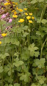 Attēlu rezultāti vaicājumam “Ranunculus lanuginosus flower”