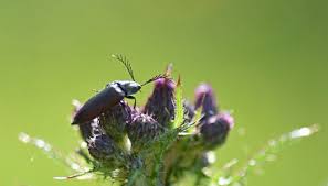 Attēlu rezultāti vaicājumam “Ctenicera pectinicornis female”