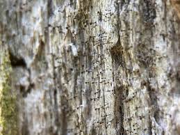 Attēlu rezultāti vaicājumam “Chaenotheca brunneola”