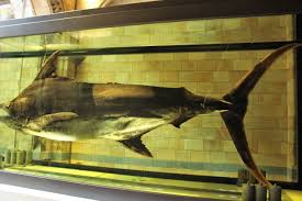 Image result for Makaira nigricans