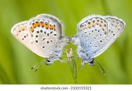 Attēlu rezultāti vaicājumam “Plebejus argus female”