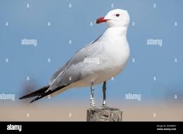 Image result for Larus audouinii