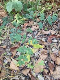 Attēlu rezultāti vaicājumam “Torilis japonica fruit”