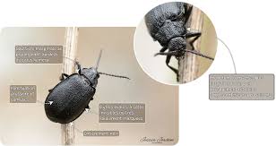 Attēlu rezultāti vaicājumam “Galeruca tanaceti”