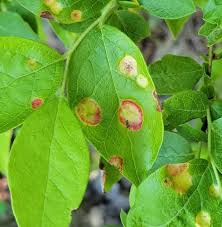 Attēlu rezultāti vaicājumam “Exobasidiales”