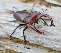 Attēlu rezultāti vaicājumam “Platycerus caraboides”