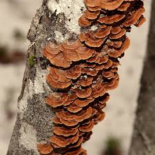 Attēlu rezultāti vaicājumam “Hymenochaete tabacina”