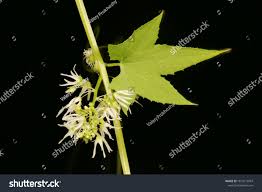 Attēlu rezultāti vaicājumam “Echinocystis lobata leaf”