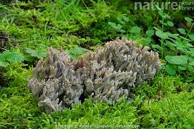 Attēlu rezultāti vaicājumam “Clavulina cinerea”