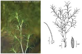 Attēlu rezultāti vaicājumam “Najas minor leaf”