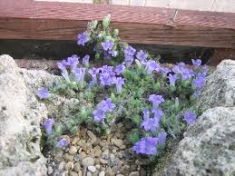 Image result for Campanula moesiaca