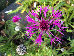 Attēlu rezultāti vaicājumam “Centaurea scabiosa bud”