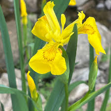 Attēlu rezultāti vaicājumam “Iris pseudacorus flower”