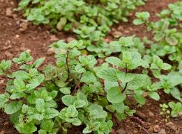 Attēlu rezultāti vaicājumam “Mentha spicata leaf”