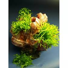 Attēlu rezultāti vaicājumam “Riccia rhenana”