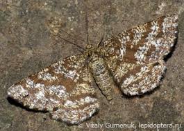 Attēlu rezultāti vaicājumam “Ematurga atomaria”