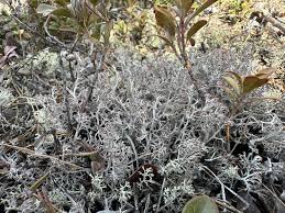 Attēlu rezultāti vaicājumam “Cladonia cornuta”