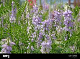 Attēlu rezultāti vaicājumam “Galega orientalis bud”