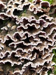 Attēlu rezultāti vaicājumam “Chondrostereum purpureum”