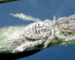 Attēlu rezultāti vaicājumam “Schizolachnus pineti”