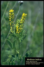 Attēlu rezultāti vaicājumam “Melilotus”