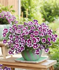 Image result for Petunie