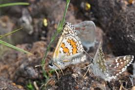 Attēlu rezultāti vaicājumam “Pyrgus serratulae upperside”