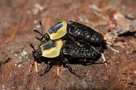 Attēlu rezultāti vaicājumam “Silphidae”