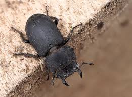 Attēlu rezultāti vaicājumam “Dorcus parallelopipedus”