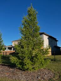 Attēlu rezultāti vaicājumam “Larix sibirica”