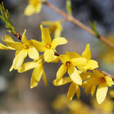 Attēlu rezultāti vaicājumam “Forsythia intermedia flower”