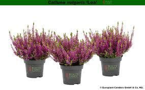 Attēlu rezultāti vaicājumam “Calluna vulgaris bud”