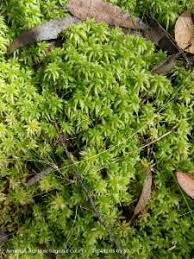 Attēlu rezultāti vaicājumam “Sphagnum centrale”